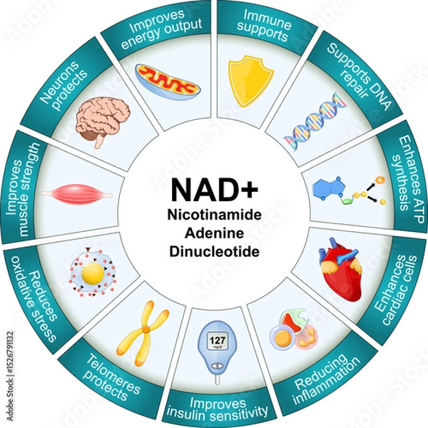 Fototapeta NAD and Aging process