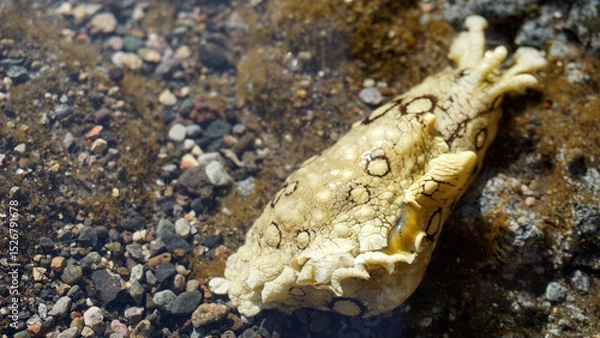 Obraz Aplysia dactylomela or Spotted sea hare big slug in the tidal pools in Tenerife,Canary Islands,Spain.