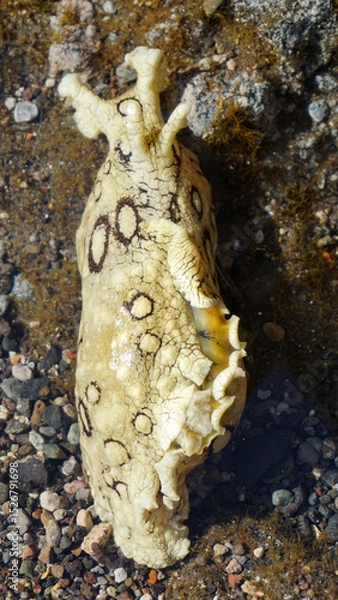 Obraz Aplysia dactylomela or Spotted sea hare big slug in the tidal pools in Tenerife,Canary Islands,Spain.
Selecive focus.