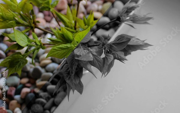 Obraz A straight diagonal line separates the grayscale background and colored pebbles with a decorative plant on that line
