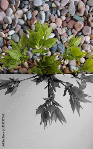 Obraz Part filled with smooth rocks and live shoots of a young plant above them divided by colors on grayscale and colorful parts  

