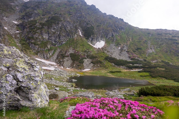 Fototapeta Vibrant pink alpine flowers blooming in mountain meadow with glacial lake and snow-capped peaks in background