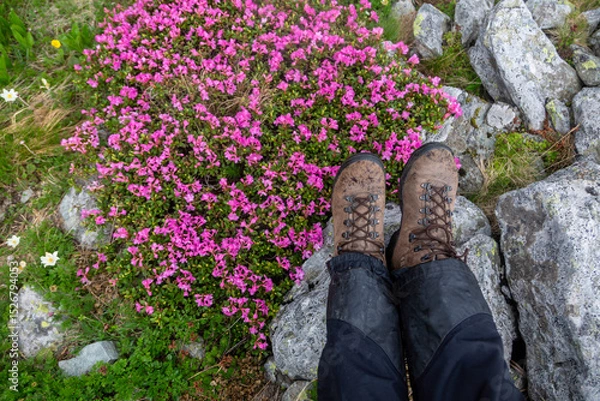 Fototapeta Hiker's boots resting on rocky ledge overlooking vibrant pink alpine flowers blooming among granite stones and grass