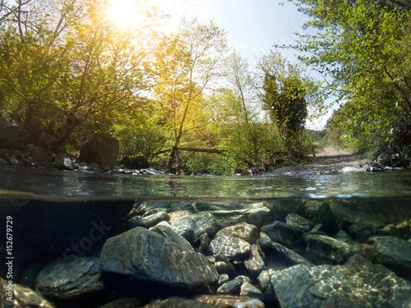 Obraz Under water in forest