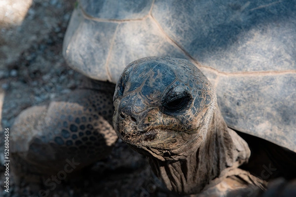 Obraz turtle clode-up