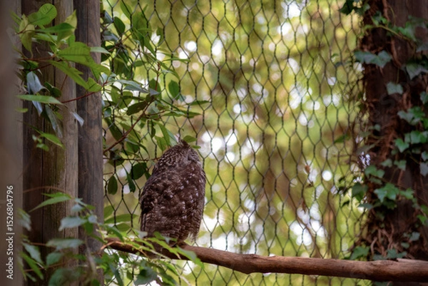 Obraz great horned owl