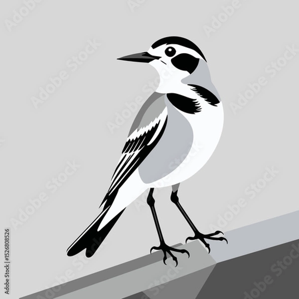 Fototapeta White Wagtail Bird Illustration-Minimalist Bird Art-Black and White Bird Drawing-Modern Bird Graphic-Elegant Bird Design-Vector Bird Image-Bird on a Ledge