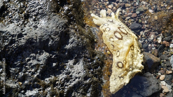 Obraz Aplysia dactylomela or Spotted sea hare big slug in the tidal pools in Tenerife,Canary Islands,Spain.
Selecive focus.