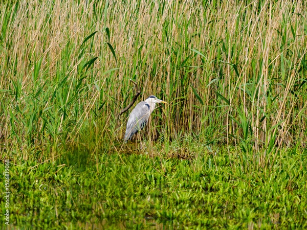 Fototapeta grey heron