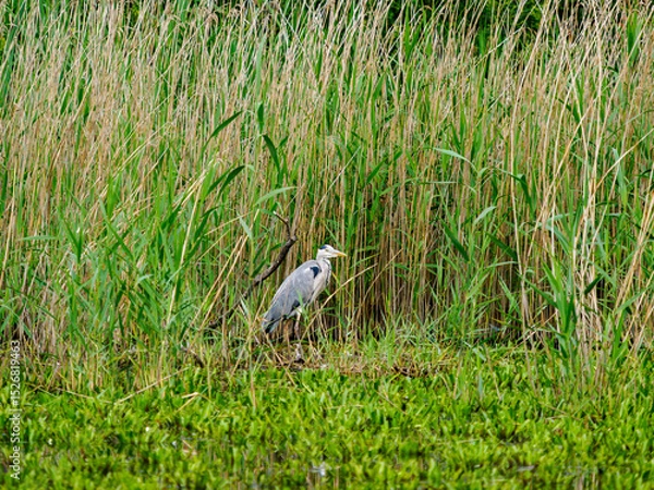Fototapeta grey heron