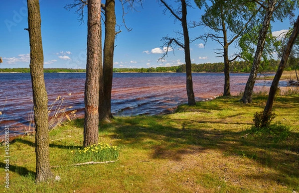 Fototapeta Forest lake view with pine trees and clear blue sky