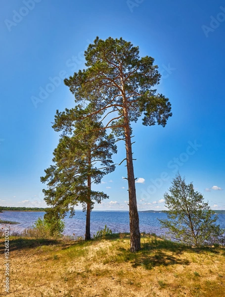 Fototapeta Forest lake view with pine trees and clear blue sky
