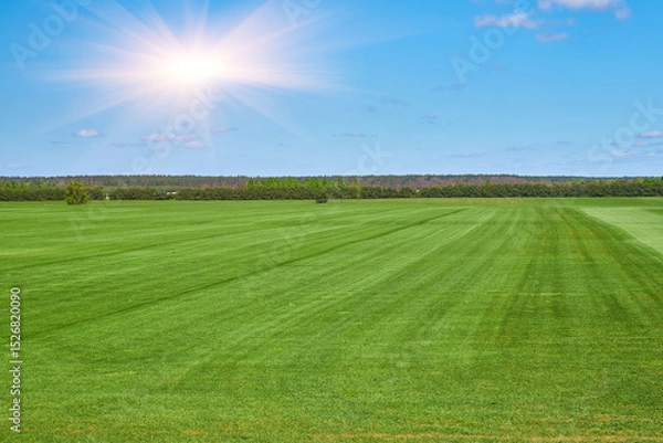 Fototapeta Green mowed field under blue sky with forest on horizon