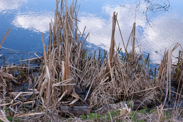 Fototapeta A lake shore with dry, cut stems of reeds. The water reflects blue sky with white clouds.