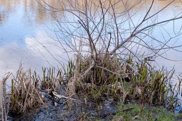 Fototapeta A muddy lakeshore with dry reed stems and fresh green shoots. A bush or small tree grows among the reeds. The water reflects blue sky with white clouds.