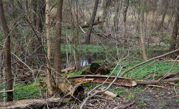 Fototapeta Spring forest with fresh green grass and early flowers. A stream flows through, old rotten logs lie around in the woods, not in the water.