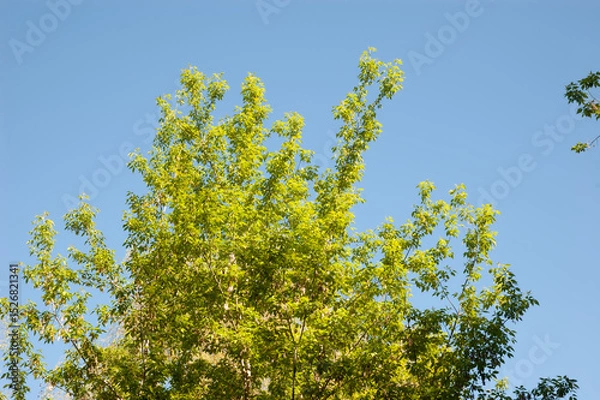 Fototapeta Tree branches with green leaves against bright blue summer sky.