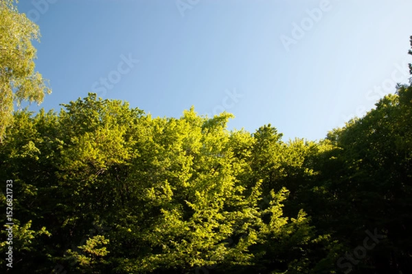 Fototapeta Tree branches with green leaves against bright blue summer sky.