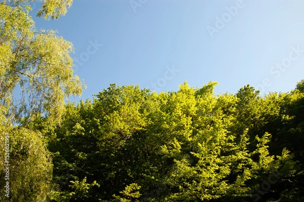 Fototapeta Tree branches with green leaves against bright blue summer sky.