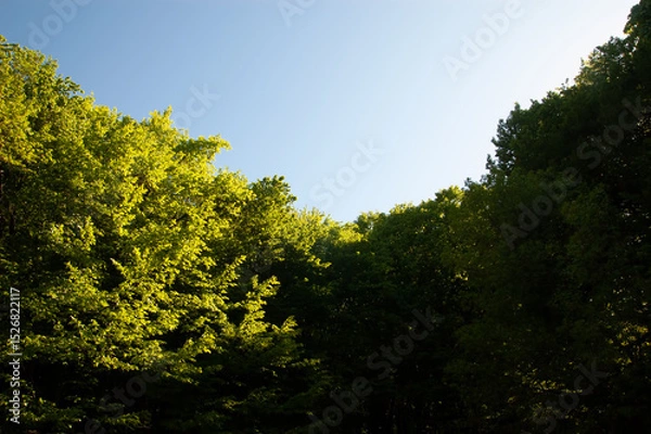 Fototapeta Tree branches with green leaves against bright blue summer sky.