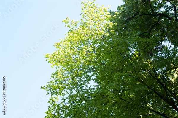 Fototapeta Tree branches with green leaves against bright blue summer sky.