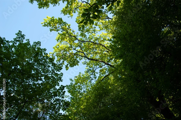 Fototapeta Tree branches with green leaves against bright blue summer sky.