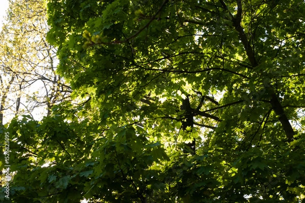 Fototapeta Bright summer day. Dense maple leaves on branches fill the frame, glowing in sunlight. Sky barely visible behind vibrant green foliage, photographed from below looking up.