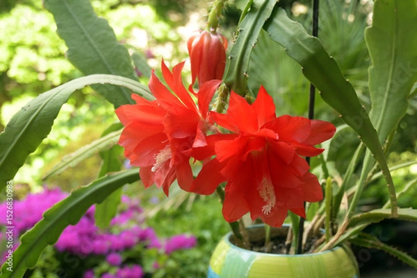 Obraz epiphyllum kaktus