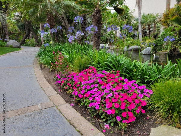 Fototapeta Bright magenta colored busy Lizzies flowers, Impatiens Walleriana, in a lush tropical garden followed by blooming deep blue colored  spheres of African Lily and palm fronds hanging over  a pathway
