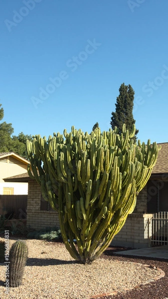 Fototapeta Arizona desert style xeriscaping with a tree-like Blue Myrtle cactus or Myrtillocactus geometrizans and other drought-tolerant plants; copy space