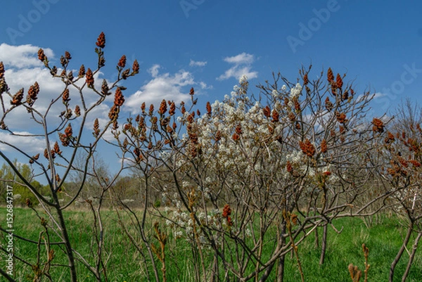 Fototapeta Staghorn Sumac plants full of red bobs in a field under a blue sky with a few patches of clouds
