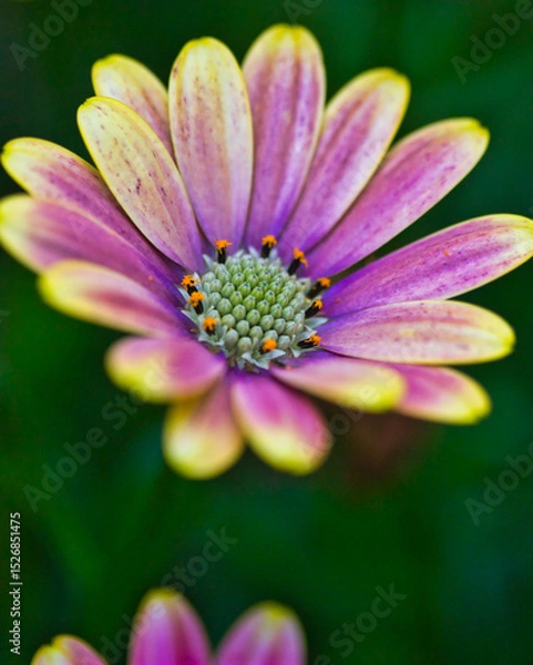 Fototapeta Amazing yellow and purple African daisy in teh garden: gorgeous macro photography, nice texture and pattern.