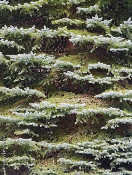 Fototapeta Blue spruce branches creating a dense pattern in a forest