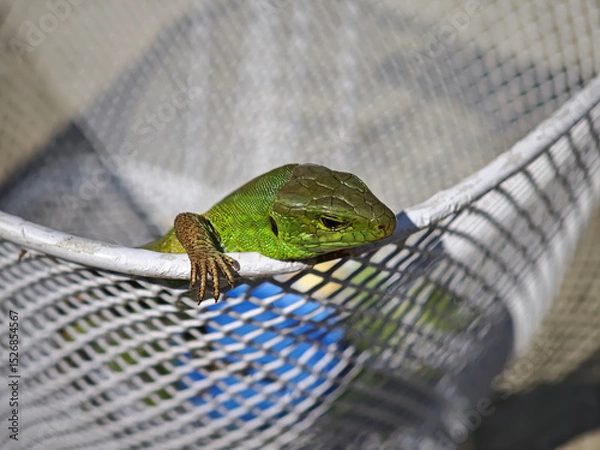 Fototapeta Green lizard resting on metal basket in sunny day
