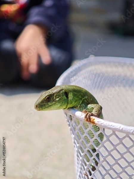 Fototapeta Green lizard peeking out of white basket with child in background