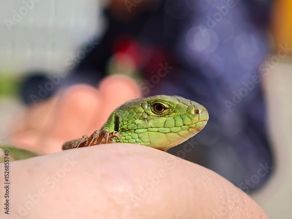 Fototapeta Green lizard resting on a hand enjoying the sun