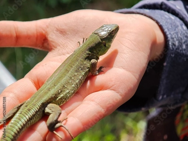 Fototapeta Child holding green lizard in open hand