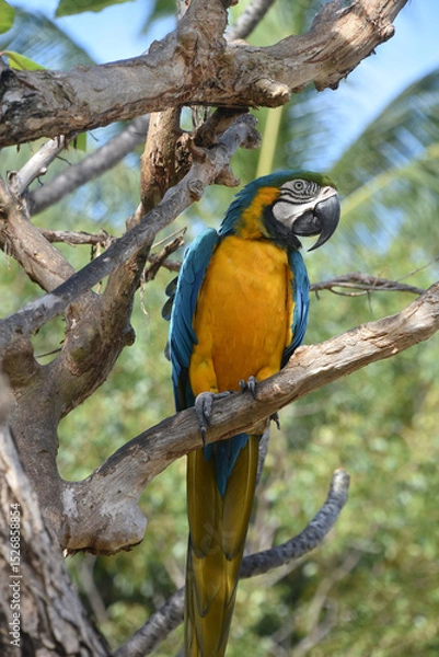 Obraz Beautiful Look at a Blue and Gold Macaw