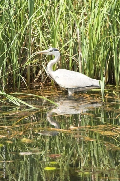 Obraz grey heron