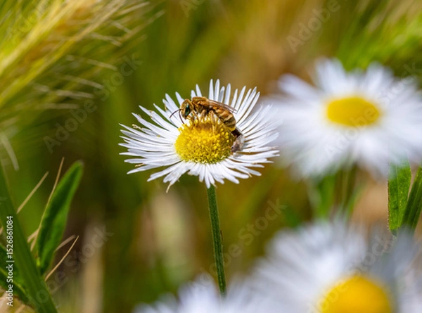 Fototapeta female golden furrow bee halictus subauratus on a annual fleabane erigeron annuus blossom