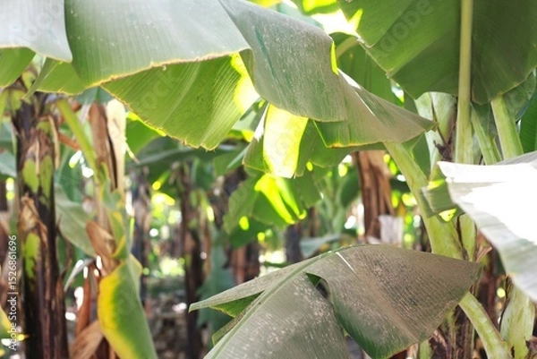 Fototapeta Dusty banana tree leaves in a tropical plantation with sunlight filtering through the canopy.
