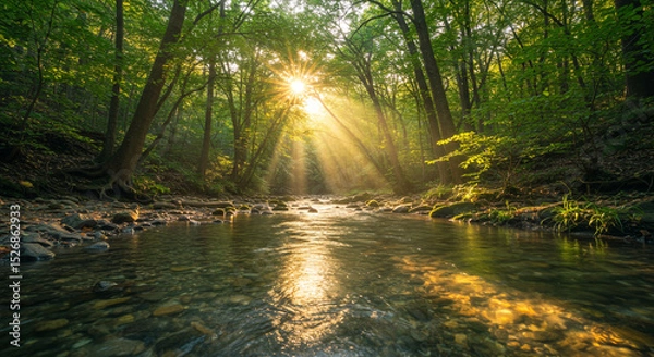 Fototapeta Serene Forest Stream with Sunlight Filtering Through Trees