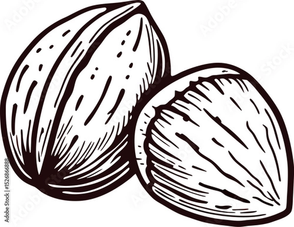 Fototapeta Vintage hand drawn walnut illustration whole and half nut sketch isolated on white background