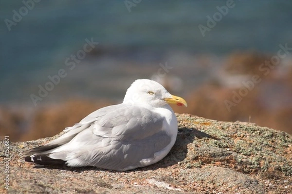 Obraz herring gull
