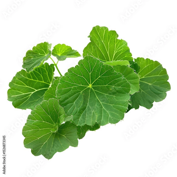 Fototapeta Fresh Green Geranium Leaves, Isolated On White. Perfect For Backgrounds, Overlays, Or Natural Product Mockups.