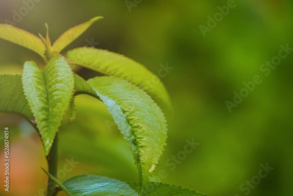 Fototapeta Young tree macro photo in focus and defocus natural blurred background.