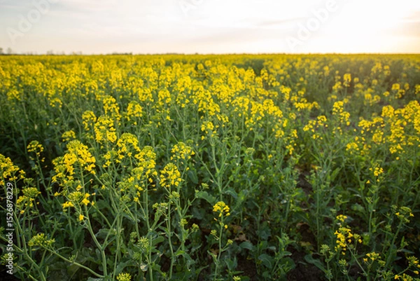 Obraz yellow flowers in spring