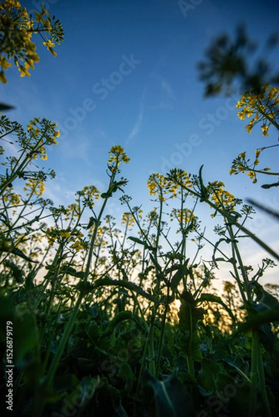 Obraz yellow flowers in spring