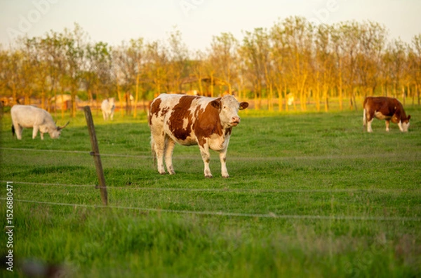 Obraz cows in a field