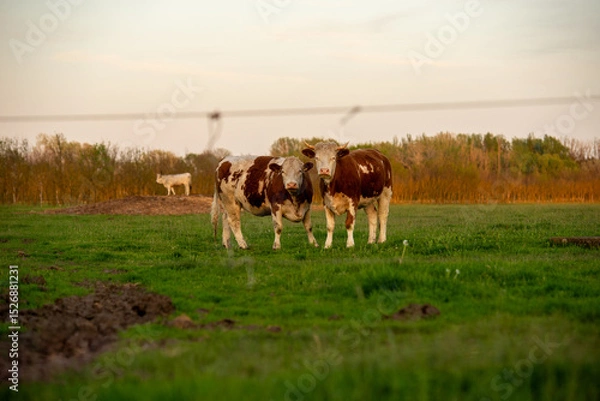 Obraz cows in a field